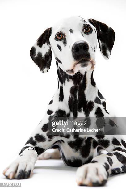 dalmatian sitting at attention - dalmatiner stock-fotos und bilder
