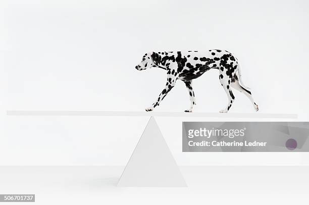 dalmatian walking across see saw - see saw stock pictures, royalty-free photos & images