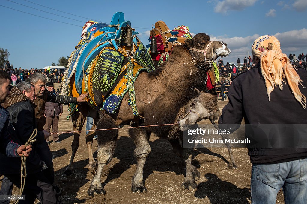 Traditional Camel Wrestling On The Aegean Coast