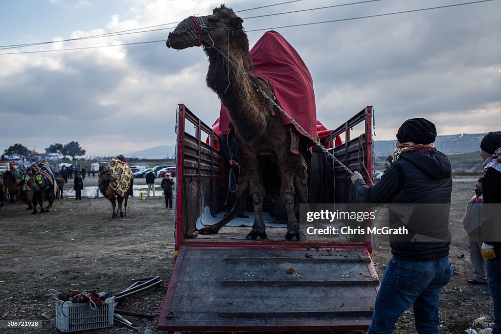 Traditional Camel Wrestling On The Aegean Coast