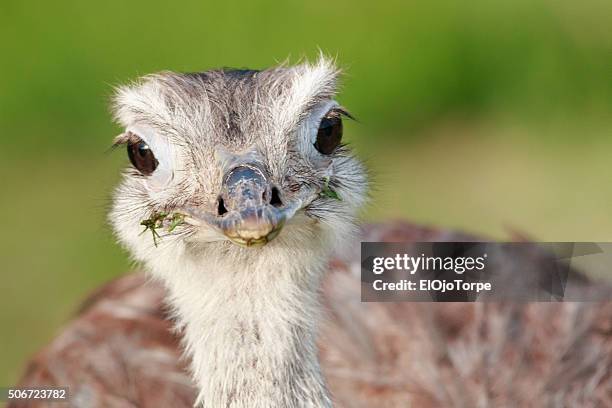 close-up view of a ñandú (common rhea). - american rhea stock pictures, royalty-free photos & images