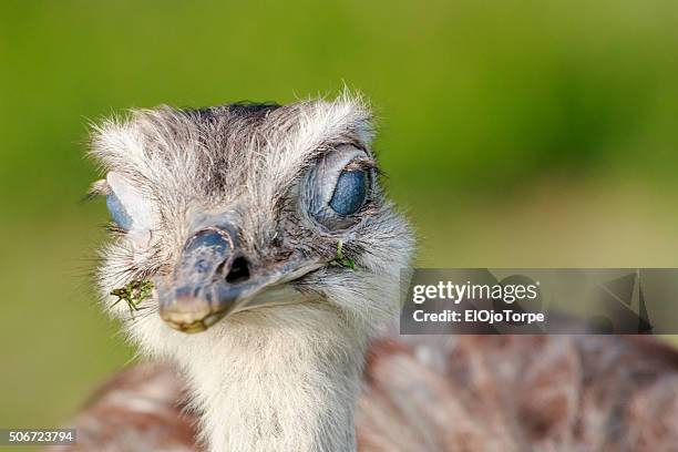 close-up view of a ñandú (common rhea). - american rhea stock pictures, royalty-free photos & images