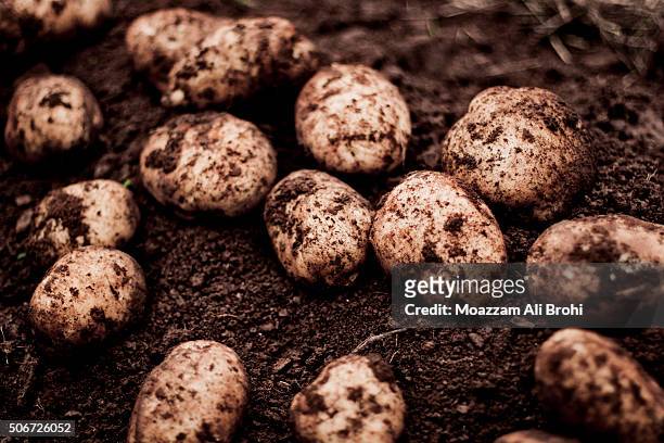 freshly harvested potatoes on soil - american potato farm stockfoto's en -beelden