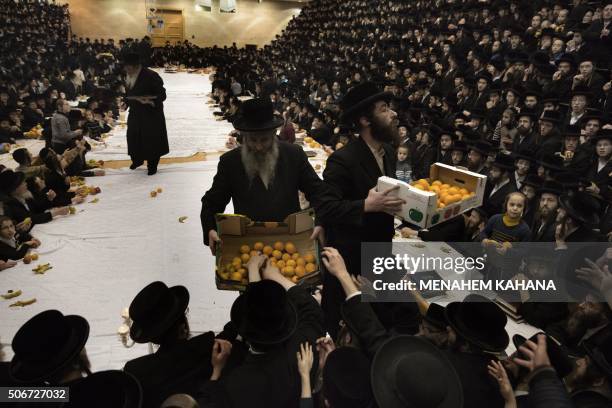 Ultra-Orthodox Jews of the Belz Hasidim distribute fruits as they celebrate the Jewish feast of "Tu Bishvat" during a "Tish" ceremony with their...