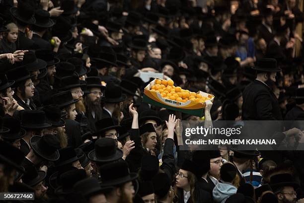 Ultra-Orthodox Jews of the Belz Hasidim receive fruits during the celebration of the Jewish feast of "Tu Bishvat" on January 25, 2016 in Jerusalem. /...