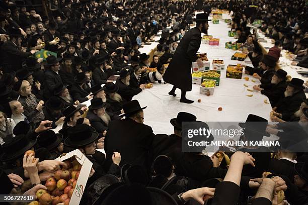 An Ultra-Orthodox Jewish rabbi of the Belz Hasidim distributes fruits during the celebration of the Jewish feast of "Tu Bishvat" on January 25, 2016...