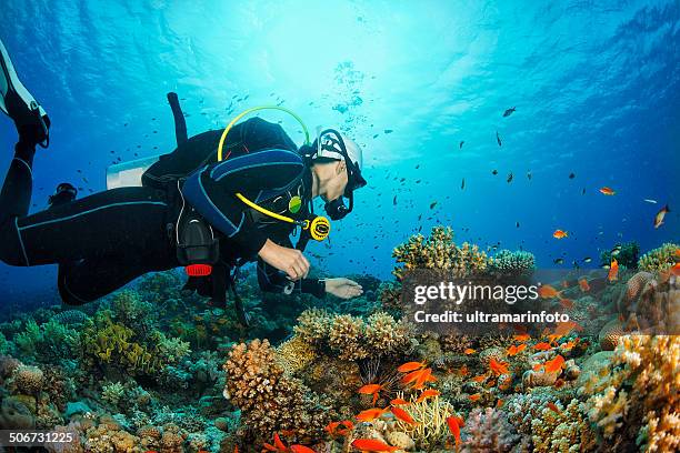 scuba diving - scuba diver coral stock pictures, royalty-free photos & images