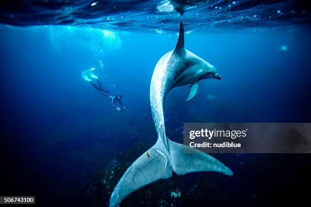 oshima underwater - free diving stock pictures, royalty-free photos & images