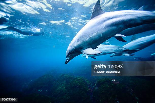oshima underwater - delfine stock-fotos und bilder