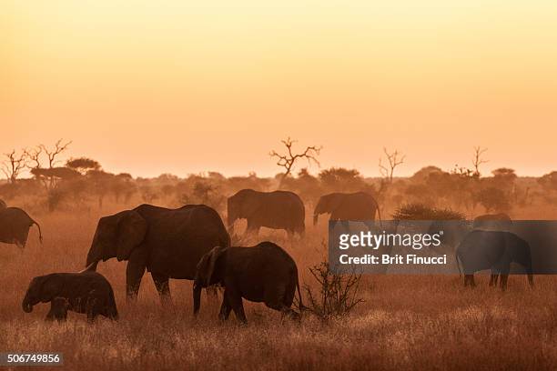 elephants in kruger national park - kruger national park stock pictures, royalty-free photos & images