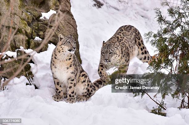 Snow leopards seen at the Bronx Zoo on January 25, 2016 in New York City.