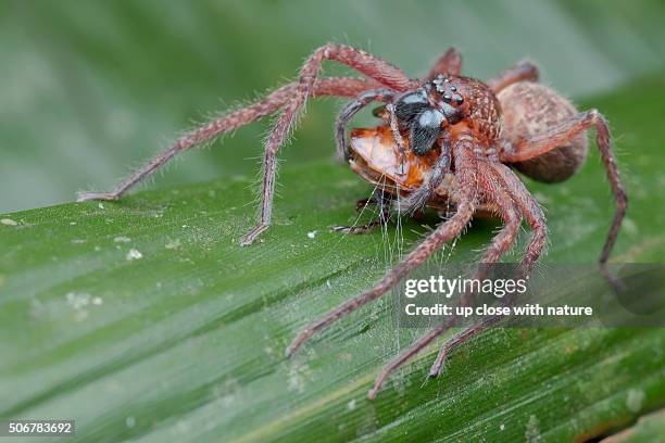 macro image of a huntsma spider (heteropoda sp.) with beetle prey, ulu selangor, selangor, malaysia. - huntsman spider stock pictures, royalty-free photos & images