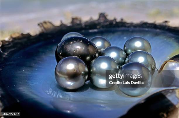 black lipped oysterwith, black pearls - black pearl stock pictures, royalty-free photos & images