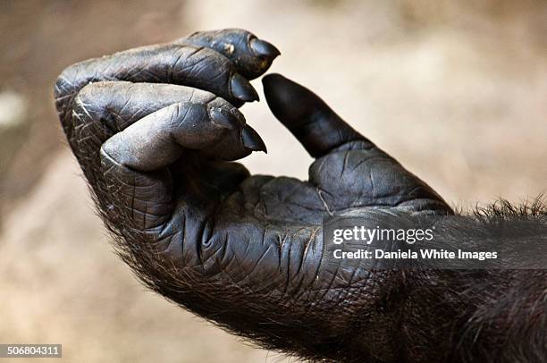 do i need a manicure? - gorilla fotografías e imágenes de stock