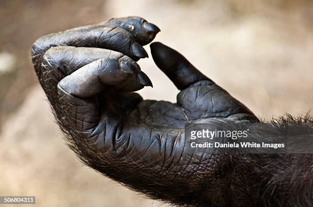 do i need a manicure? - gorille photos et images de collection