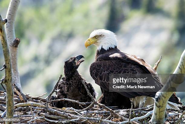 1,148 Baby Eagle Photos and Premium High Res Pictures - Getty Images