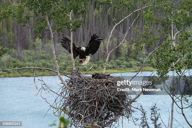 bald eagle, nesting with eaglet - eagle nest foto e immagini stock