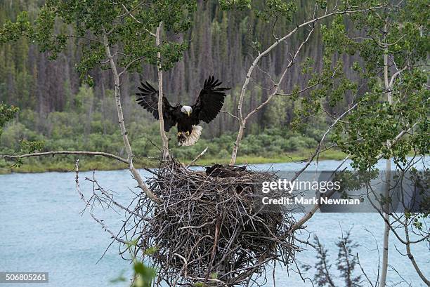 bald eagle, nesting with eaglet - nesting ground stock pictures, royalty-free photos & images