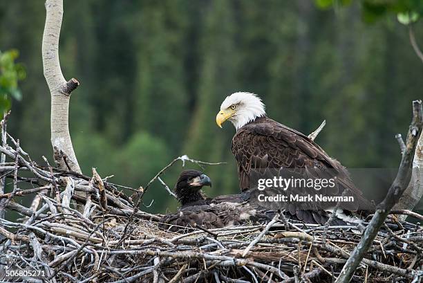bald eagle, nesting with eaglet - eagle nest stock-fotos und bilder