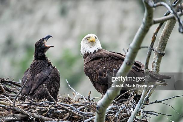bald eagle, nesting with eaglet - funny bald eagle stock pictures, royalty-free photos & images