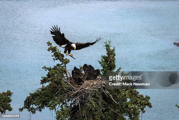 bald eagle, nesting with eaglet - eagles nest imagens e fotografias de stock
