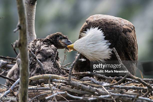 1,139 Baby Eagle Photos and Premium High Res Pictures - Getty Images