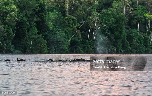 herd of borneo pygmy elephants crossing sabah's longest river at dusk. - cites stock-fotos und bilder