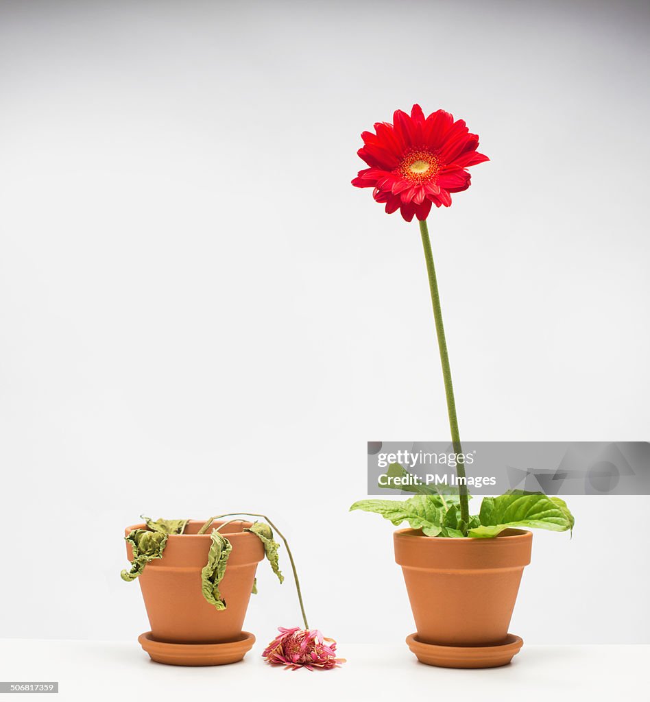 Life and death of a flower