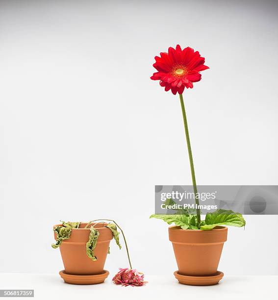 life and death of a flower - gérbera - fotografias e filmes do acervo