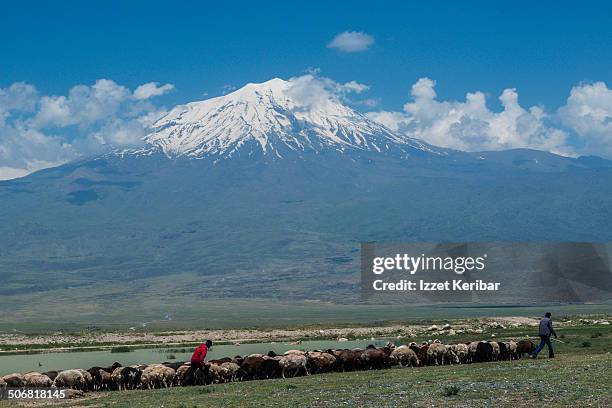 flock of sheep against the agri mountain scenery - hirte stock-fotos und bilder