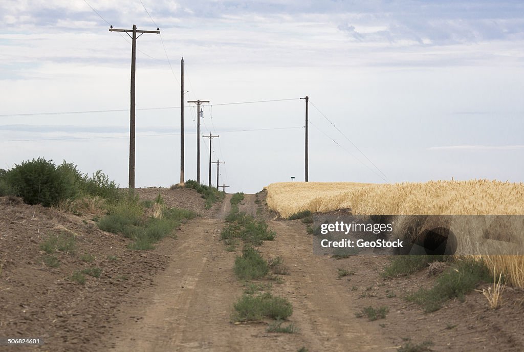 Dirt road, wheat field