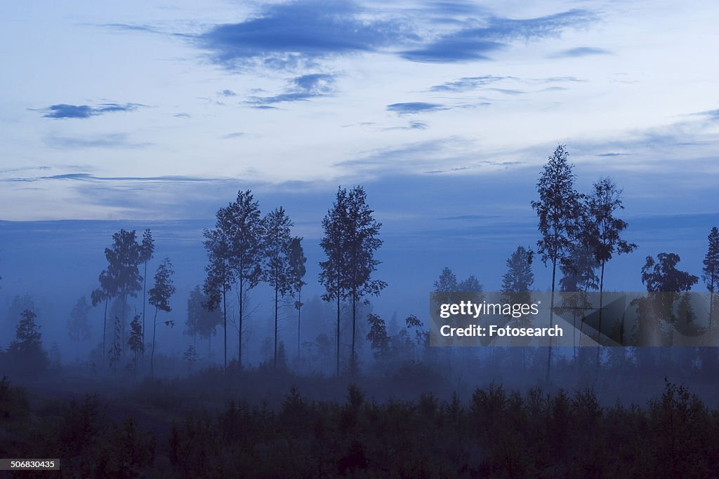 Trees and fog