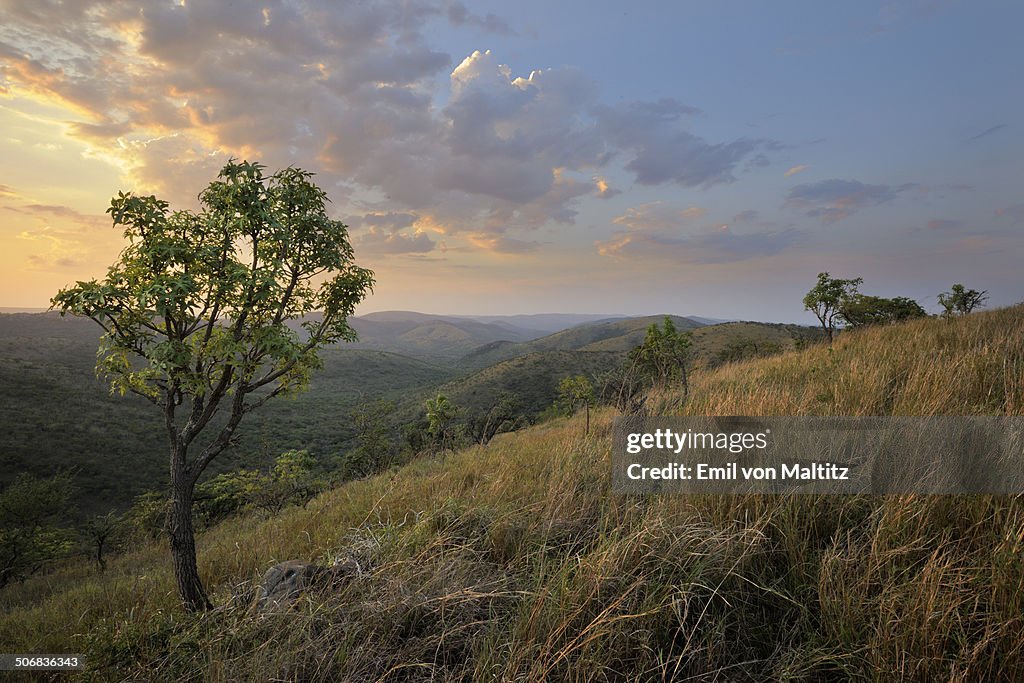 Leafy tree overlooking hills and sunset, Zululand, South Africa