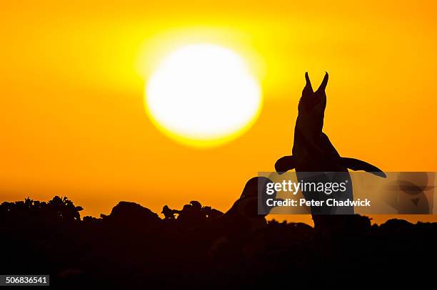 african penguin (spheniscus demersus) (spheniscus demersus) braying at sunrise, bird island, algoa bay, eastern cape province, south africa - braying stock pictures, royalty-free photos & images