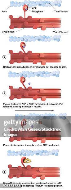 ilustraciones, imágenes clip art, dibujos animados e iconos de stock de illustration of muscle contraction (with labels). - miosina