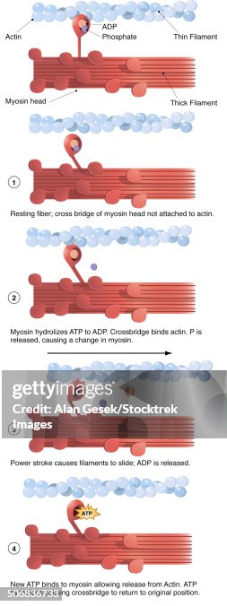 Contraction Colour Illustration Of Muscle Contraction High-Res Vector Graphic - Getty Images