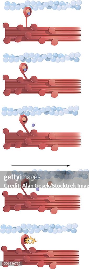 Contraction Background Illustration Of Muscle Contraction High-Res Vector Graphic - Getty Images