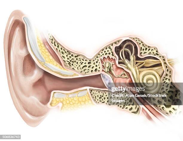 external auditory canal of human ear. - ear canal stock-grafiken, -clipart, -cartoons und -symbole