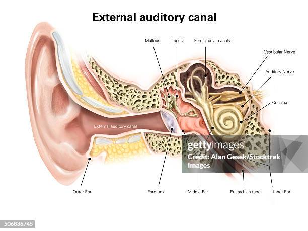 external auditory canal of human ear (with labels). - ear canal stock-grafiken, -clipart, -cartoons und -symbole