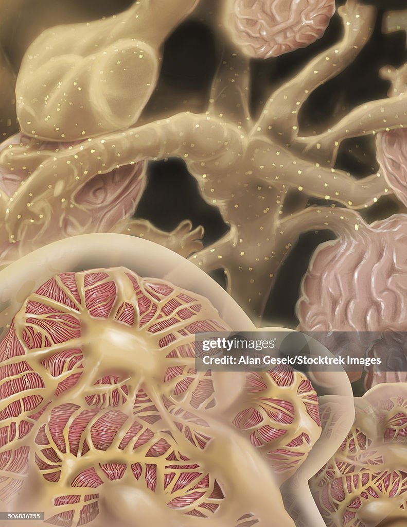 Artist depcition of glomerulus capillaries.