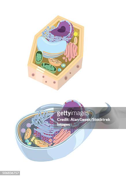 stockillustraties, clipart, cartoons en iconen met comparative illustration of plant and animal cell anatomy. - nucleolus
