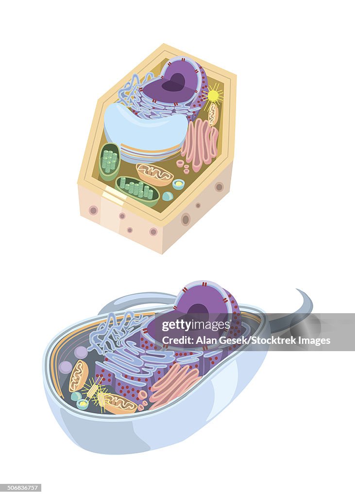 Comparative illustration of plant and animal cell anatomy.