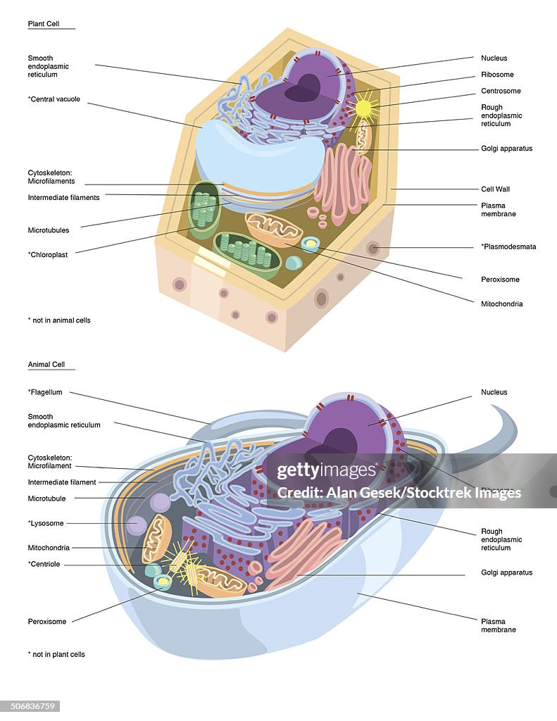 Comparative illustration of plant and animal cell anatomy (with labels).