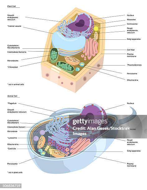 comparative illustration of plant and animal cell anatomy (with labels). - lysosome stock illustrations