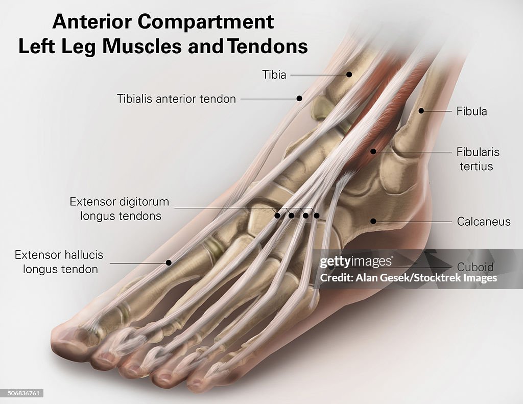 Anterior compartment anatomy of left leg muscles and tendons.