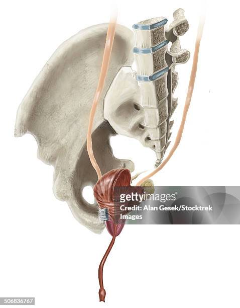 cross section illustration of human pelvis anatomy and male bladder. - schambeinfuge stock-grafiken, -clipart, -cartoons und -symbole