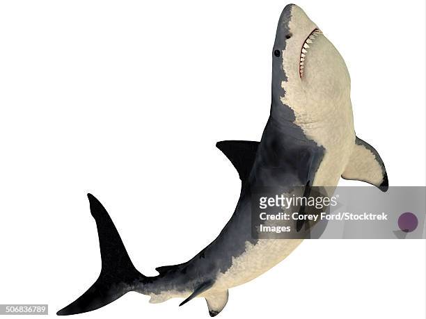 illustrazioni stock, clip art, cartoni animati e icone di tendenza di a megalodon shark from the cenozoic era. - megalodon
