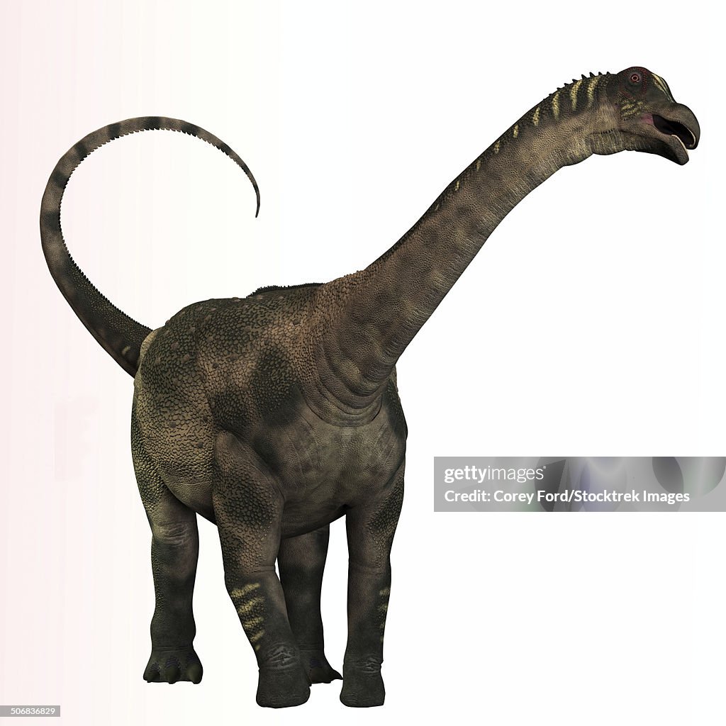 Antarctosaurus dinosaur from the Cretaceous Period.