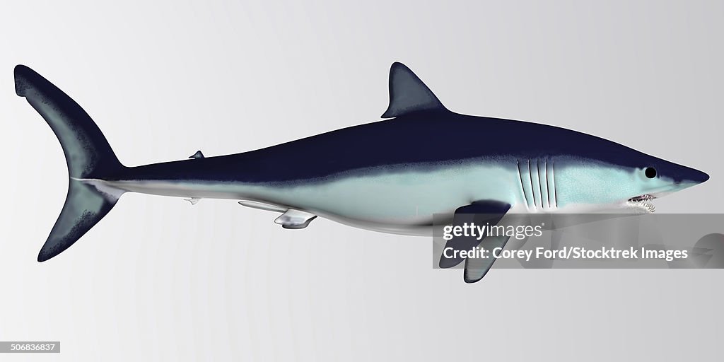 Mako Shark