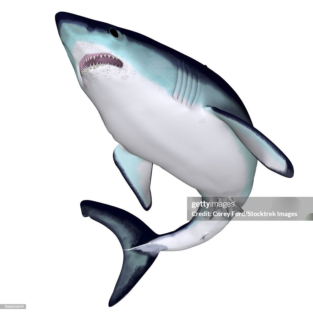 Mako Shark